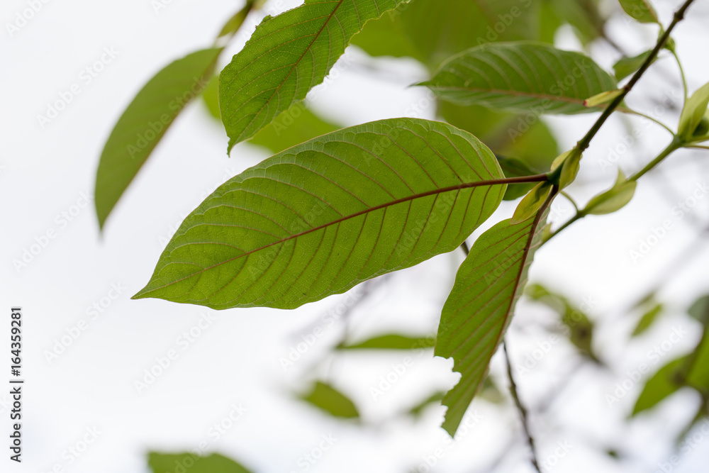 Leaves of Mitragyna speciosa, Drugs and Narcotics in Thailand. Leaves of Mitragyna speciosa, Drugs and Narcotics in Thailand.