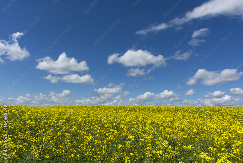 field of flowers of rape with yellow flowers out in the horizon, blue sky, clouds