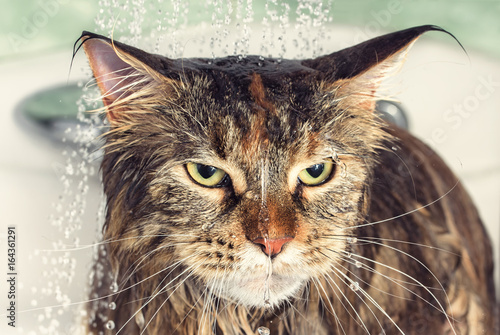 Wet cat in the bath