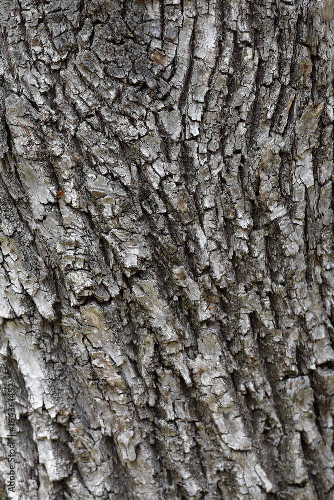 Background represented by a thick tree bark Background represented by a thick tree bark