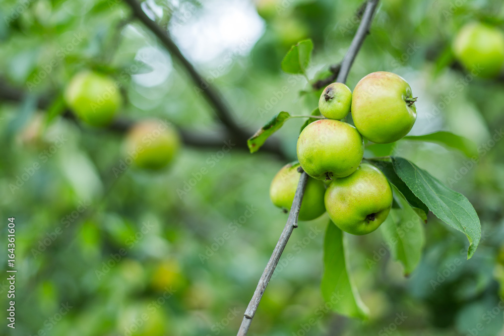 Apples . Apples on the tree back background blurred Apples . Apples on the tree back background blurred