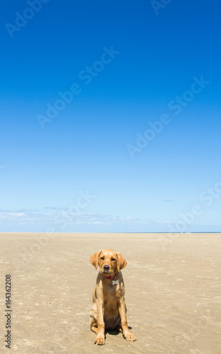 A Labrador retriever puppy or dog sitting alone and abandoned on a large deserted beach and under a clear, bright blue sky.