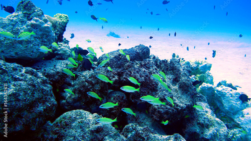 Fototapeta premium 海中写真