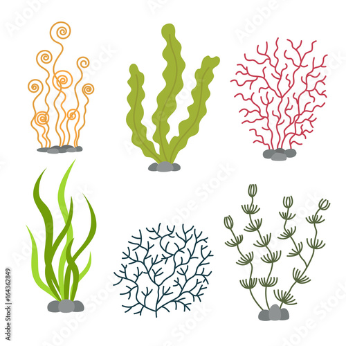 Sea plants and aquatic marine algae. Seaweed set vector illustration