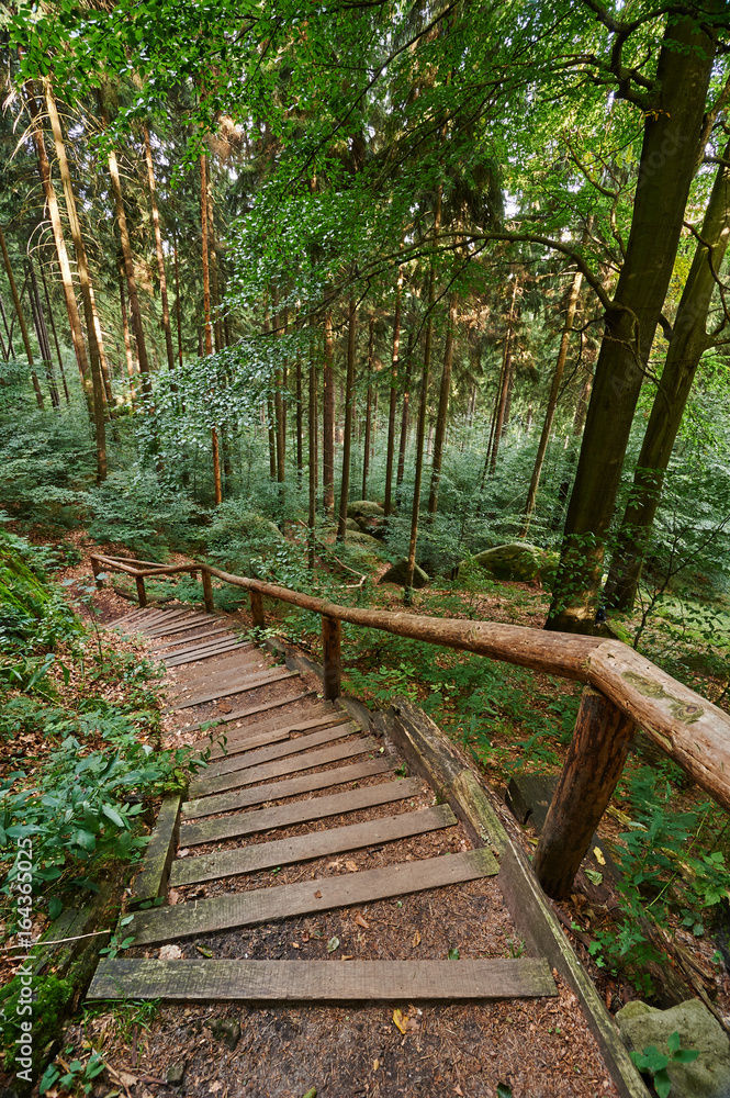 Fototapeta premium Road in forest, trail in Saxon Switzerland