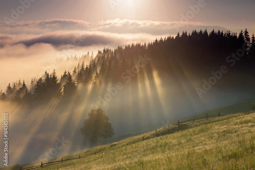 Beautiful summer sunrise of the foggy forest