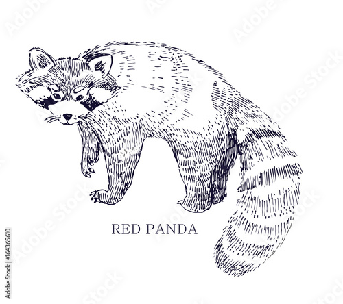 Red panda, rare animal, conservation status