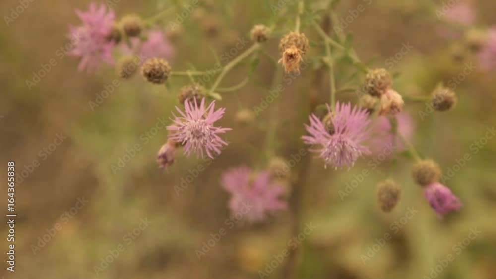 A bumblebee gathers pollen from a field flower A bumblebee gathers pollen from a field flower