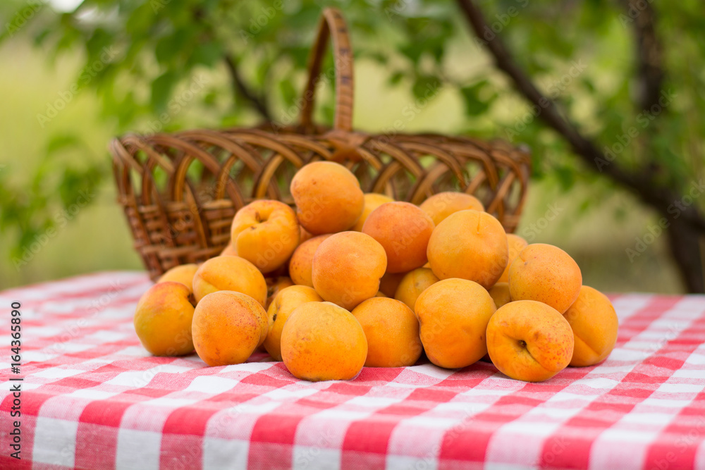 A bunch of apricots near a wicker basket on a table with a tablecloth in a red and white cage in the garden