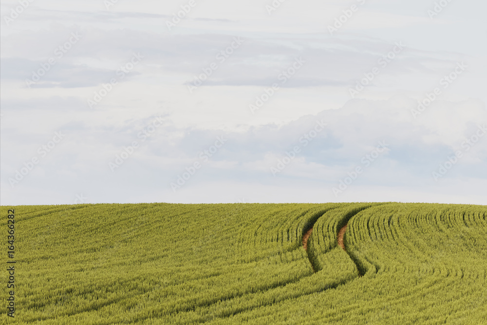 well-trodden path through the cornfield