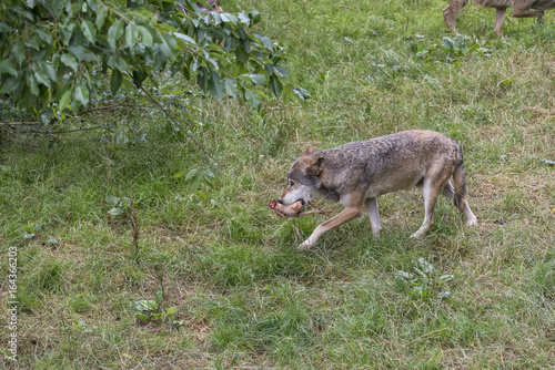Wolf beim fressen