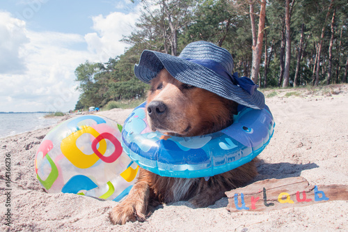 Hund mit Schwimmring und Wasserball im Urlaub am Meer Stock Photo | Adobe  Stock