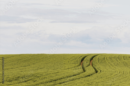 well-trodden path through the cornfield