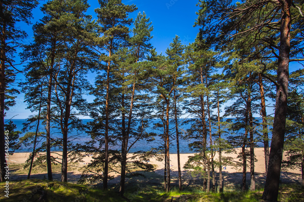 Obraz premium Сосны