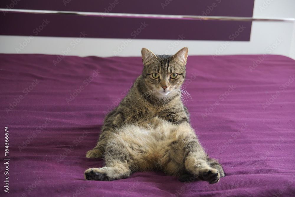 Lustige sitzende Katze auf dem Po Stock Photo | Adobe Stock