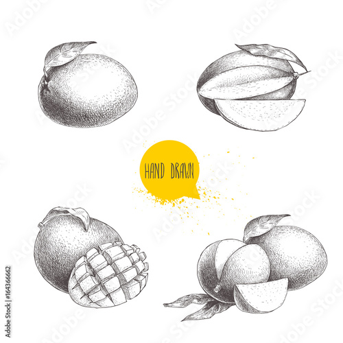 Hand drawn mango fruits set with leafs and mango slices and cubes. Sketch style vector fruit illustration isolated on white background. Organic food.