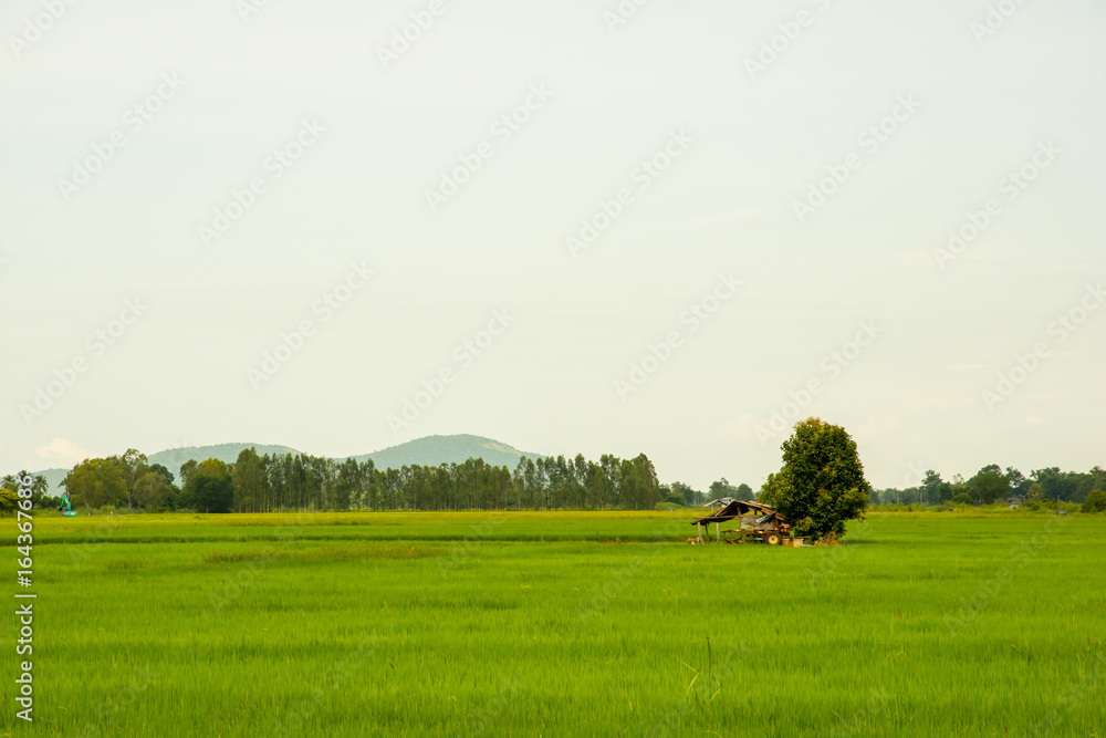 Countryside