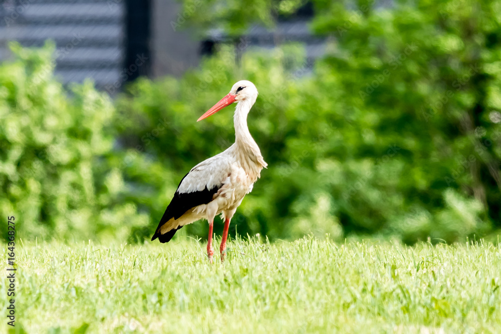 Fototapeta premium Ein Weißstorch auf einer Wiese