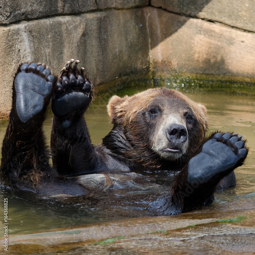 Happy Bear Swimming