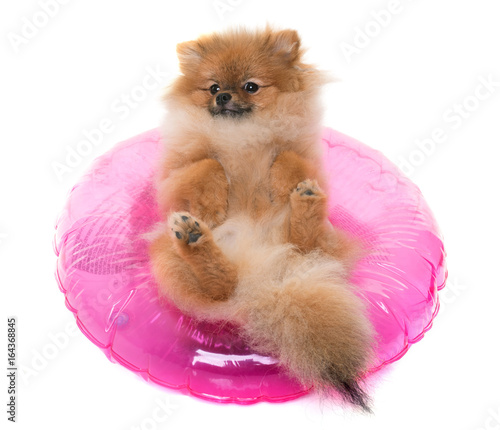Fototapeta Naklejka Na Ścianę i Meble -  young pomeranian dog