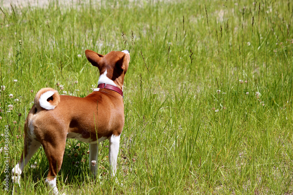 Basenji dog in the park. Purebred gorgeous red dog.