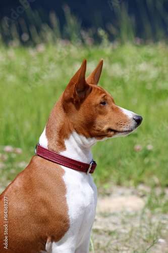 Fototapeta Naklejka Na Ścianę i Meble -  Basenji dog in the park. Purebred gorgeous red dog.