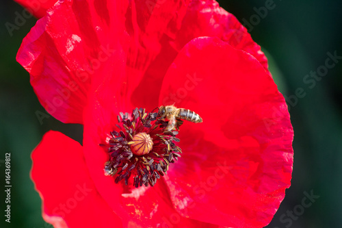 Photo of bee working and collecting pollen from red poppy flower. Close up