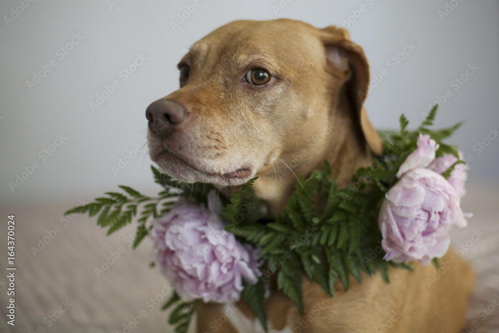 Orange and White Pitbull Staffordshire Terrier Hound Mix with a Flower Crown Collar of Ferns and Pink Peonies Orange and White Pitbull Staffordshire Terrier Hound Mix with a Flower Crown Collar of Ferns and Pink Peonies