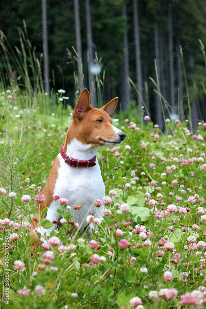 Basenji dog in the park. Purebred gorgeous red dog. Basenji dog in the park. Purebred gorgeous red dog.
