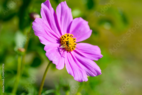 Wasp inside pink cosmos flower (Cosmos Bipinnatus). Close up. Natural background