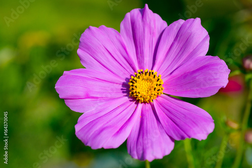 Beautiful light purple cosmos flower (Cosmos Bipinnatus). Close up. Isolated focus