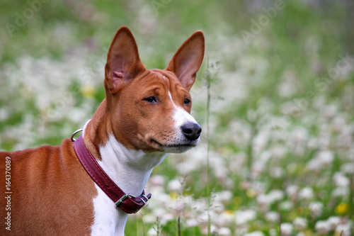 Fototapeta Naklejka Na Ścianę i Meble -  Basenji dog in the park. Purebred gorgeous red dog.