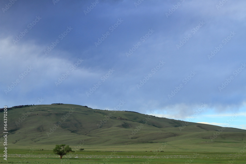 Fototapeta premium Lone tree in the mountains