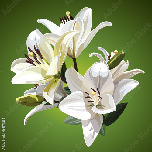 White flowers of Lilium candidum  Madonna Lily . Illustration on green background.