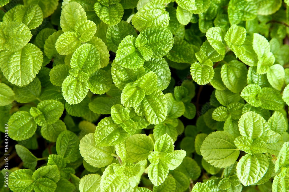 Fresh mint background. Green peppermint garden. Close up Fresh mint background. Green peppermint garden. Close up