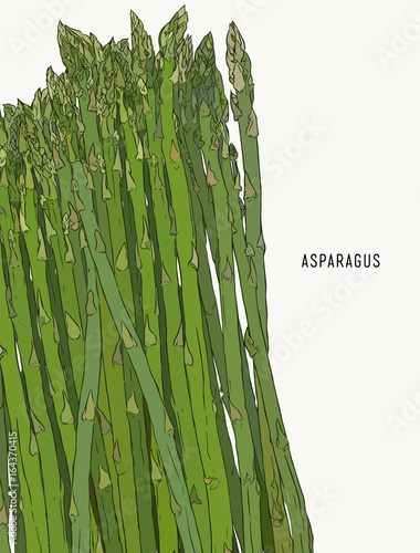 Asparagus vegetable stem isolated sketch. Bunch of fresh green asparagus sprout. Healthy food, dieting, vegetarian salad recipe design.