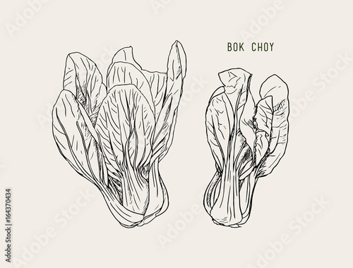 ector illustration of bok choy. Asian cabbage. Hand drawn with ink vintage illustration