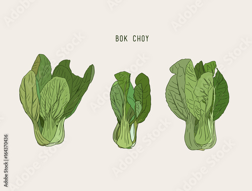 ector illustration of bok choy. Asian cabbage. Hand drawn with ink vintage illustration