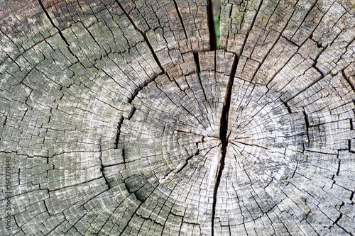 Old tree stump, beautiful wooden texture background with cracks