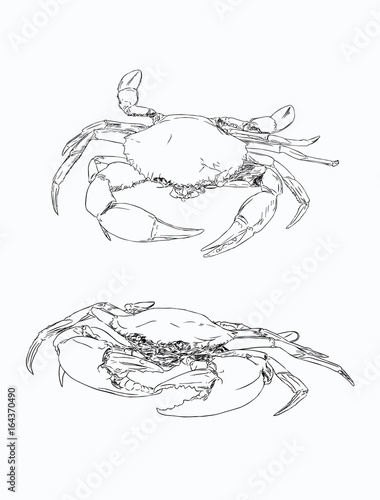 Vector vintage crab drawing. Hand drawn monochrome seafood illustration. Great for menu, poster or label.
