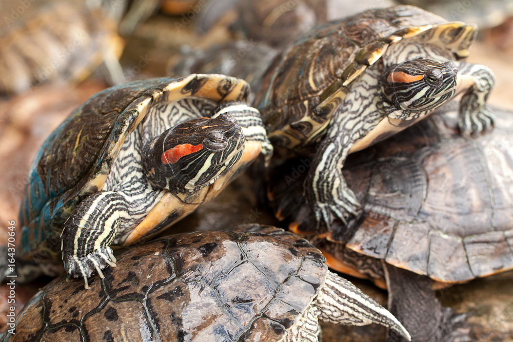 Beautiful striped turtles, a symbol of wisdom and longevity Beautiful striped turtles, a symbol of wisdom and longevity