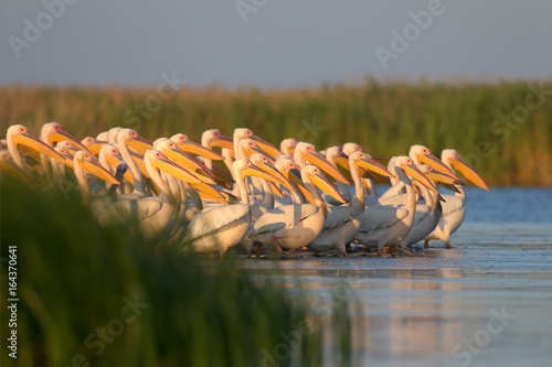 Fotografi The photos are made in the Ukrainian part of the Danube Delta