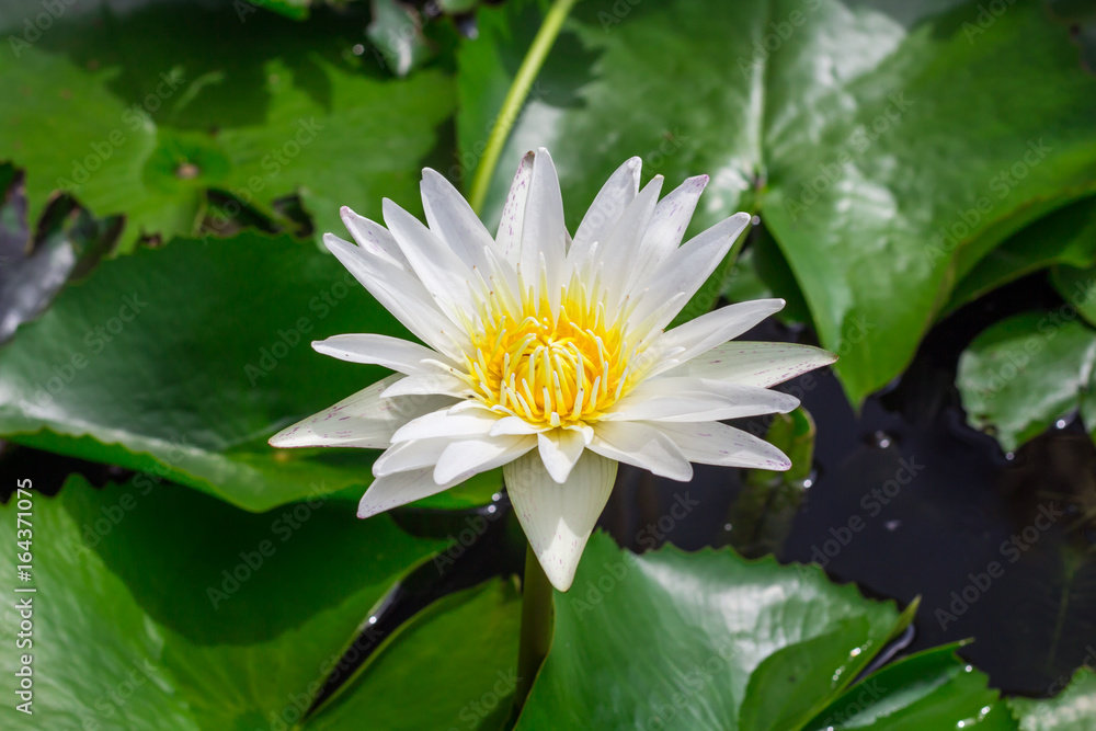 Beautiful water lily or lotus flower floating on a lake Beautiful water lily or lotus flower floating on a lake