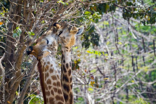 Image of two giraffe on nature background. Wild Animals.