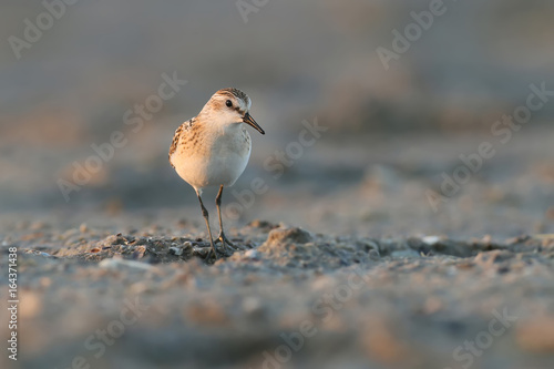 Alone little stint walk on beach early morning