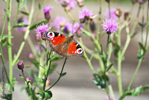 Colorful butterfly on a violet flowers 