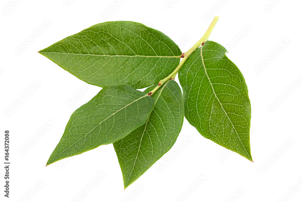 Obraz premium Blueberry fruit leaf closeup