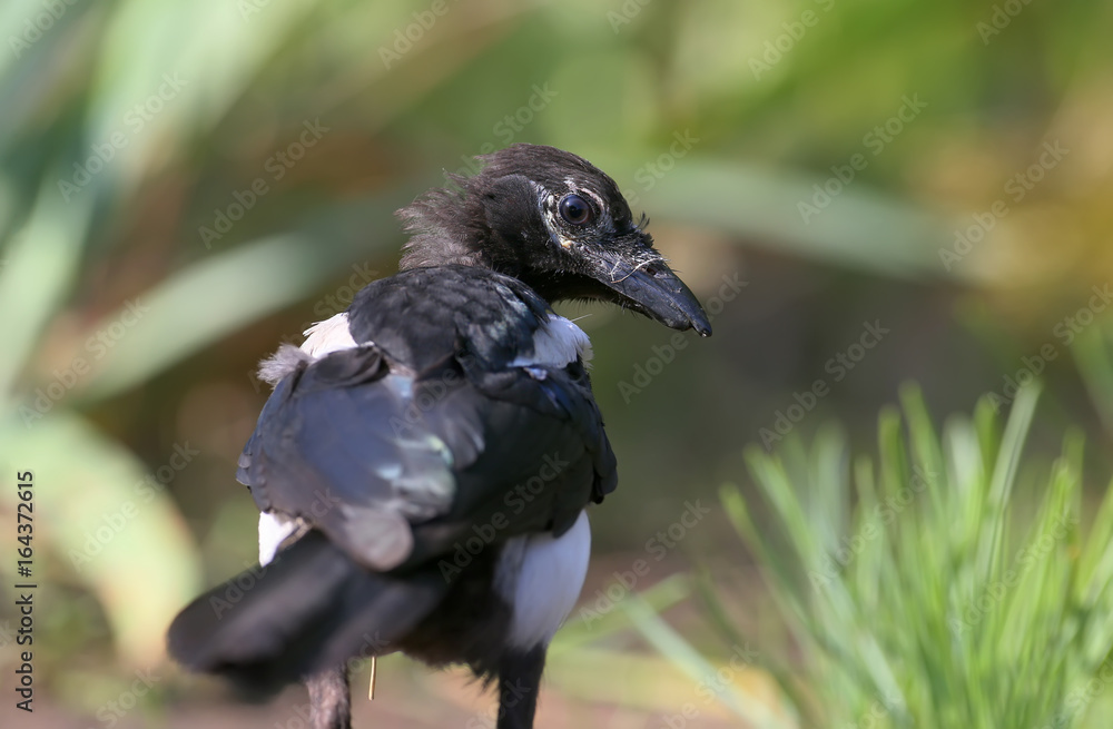 Fototapeta premium Young magpie with damaged beak filmed from back. Very expressive looks