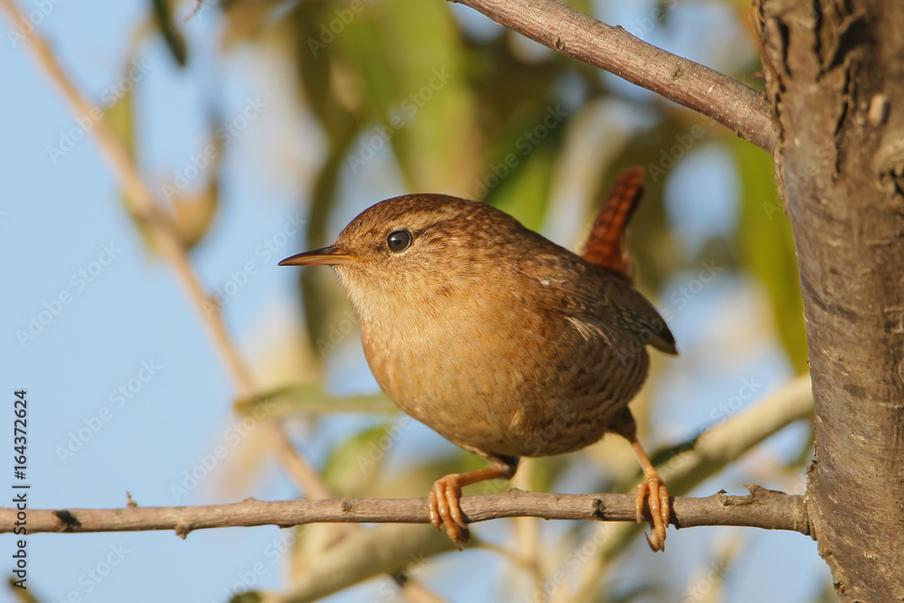 Wren closeup portrait in morning light Wren closeup portrait in morning light