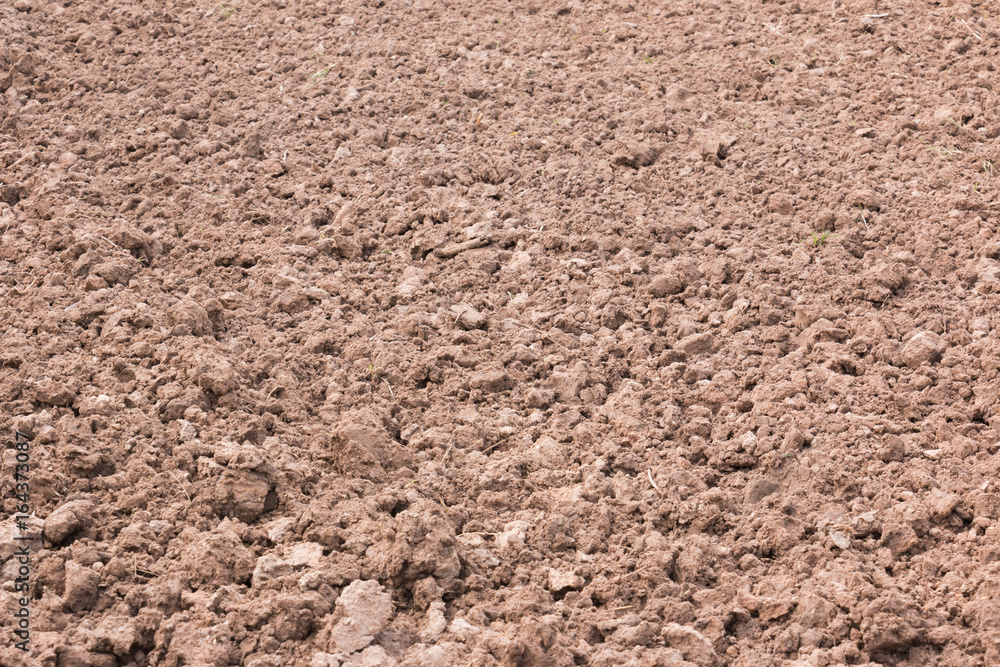 The soil is prepared for planting. The soil is prepared for planting.